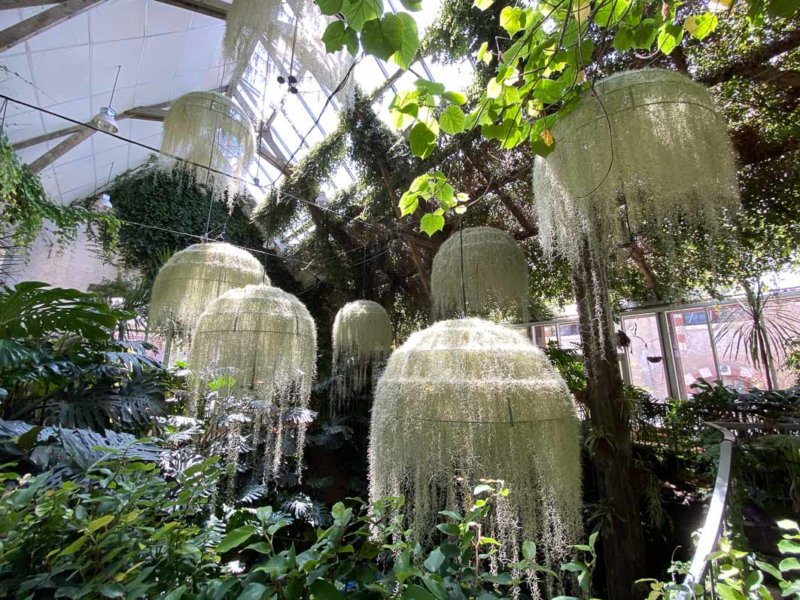 Rainforest, installation de Patrick Nadeau, Tillandsia usneoides, Broméliacées, Jardin de la Serre de la Cour de la Ferme, Festival International des Jardins de Chaumont-sur-Loire (41)