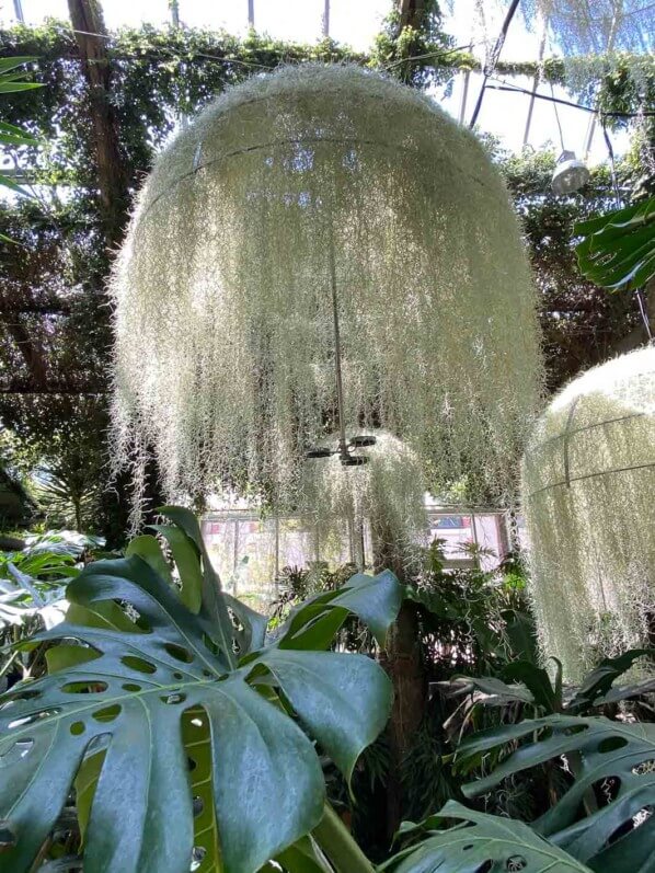 Rainforest, installation de Patrick Nadeau, Tillandsia usneoides, Broméliacées, Jardin de la Serre de la Cour de la Ferme, Festival International des Jardins de Chaumont-sur-Loire (41)