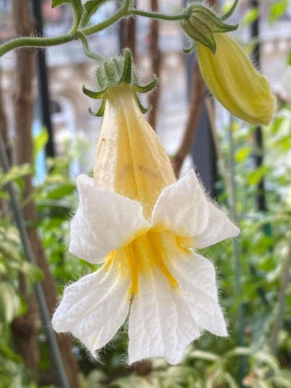 Rehmannia 'Polina' au printemps sur mon balcon parisien, Paris 19e (75)