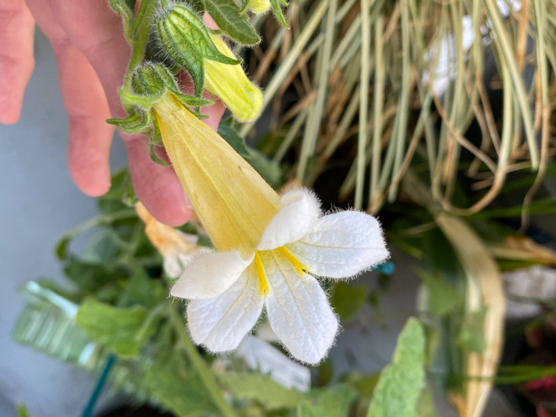 Rehmannia 'Polina' au printemps sur mon balcon parisien, Paris 19e (75)