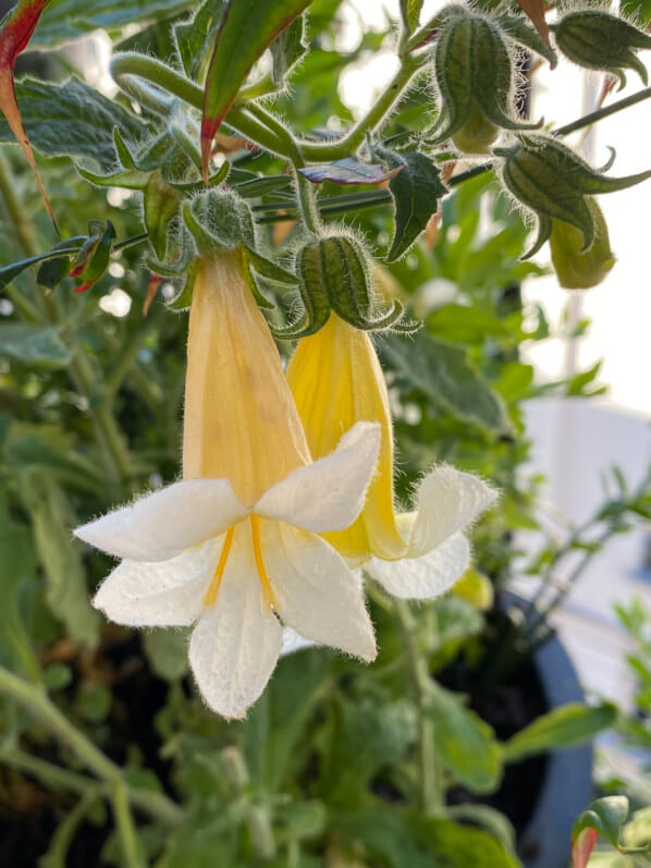 Rehmannia 'Polina' au printemps sur mon balcon parisien, Paris 19e (75)