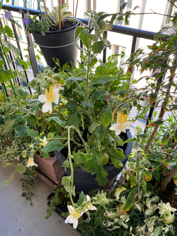 Rehmannia 'Polina' au printemps sur mon balcon parisien, Paris 19e (75)