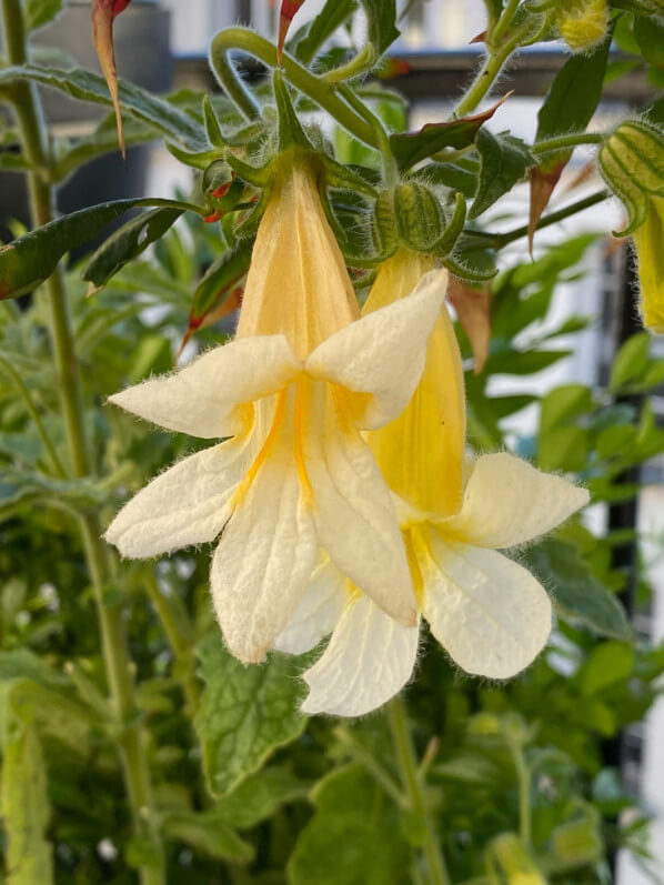 Rehmannia 'Polina' au printemps sur mon balcon parisien, Paris 19e (75)