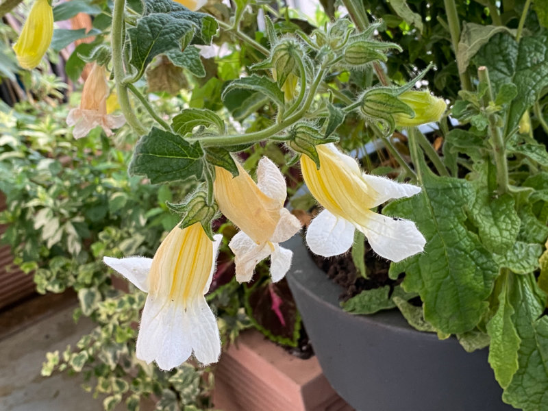 Rehmannia 'Polina' au printemps sur mon balcon parisien, Paris 19e (75)