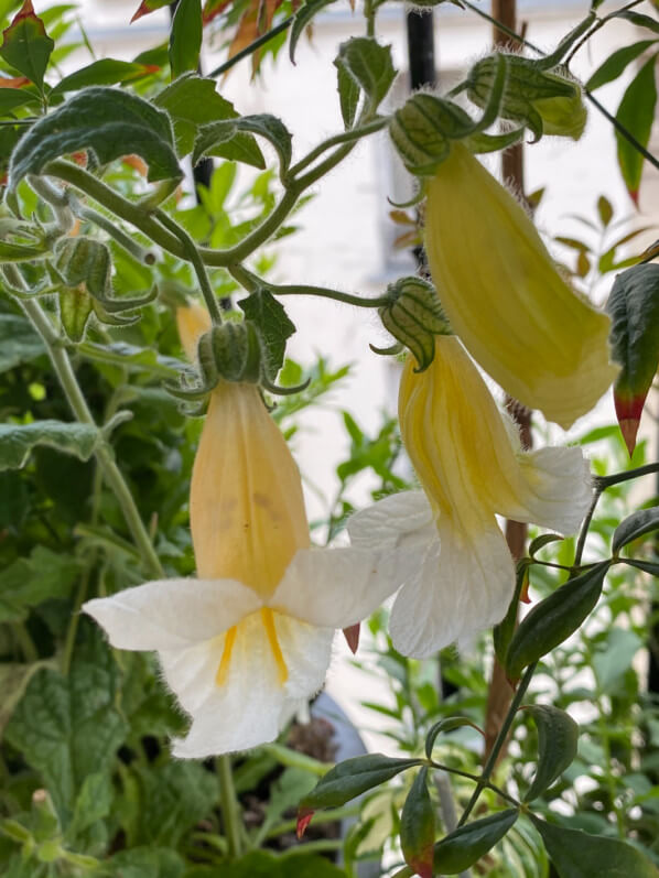 Rehmannia 'Polina' au printemps sur mon balcon parisien, Paris 19e (75)