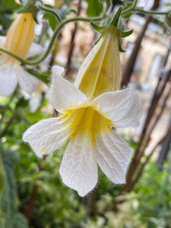 Rehmannia 'Polina' au printemps sur mon balcon parisien, Paris 19e (75)