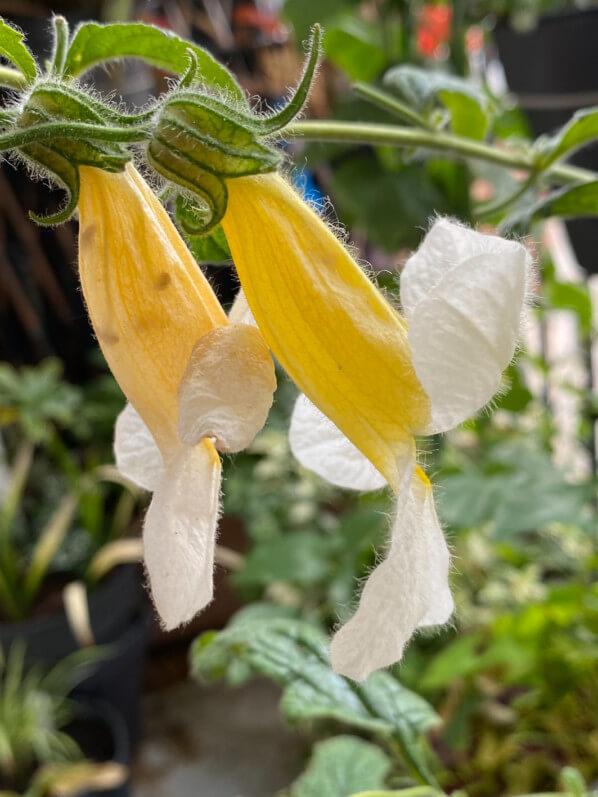 Rehmannia 'Polina' au printemps sur mon balcon parisien, Paris 19e (75)