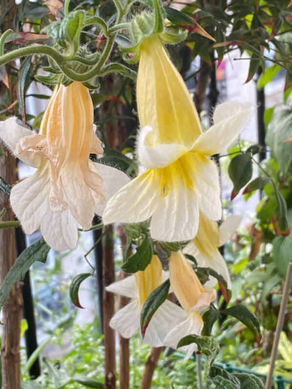 Rehmannia 'Polina' au printemps sur mon balcon parisien, Paris 19e (75)