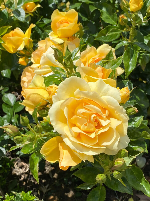 Rosier Sunstar, Grand Prix SNHF 2011, au printemps dans le Jardin des Plantes, Paris 5e (75)