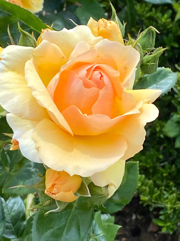 Rosier Sunstar, Grand Prix SNHF 2011, au printemps dans le Jardin des Plantes, Paris 5e (75)