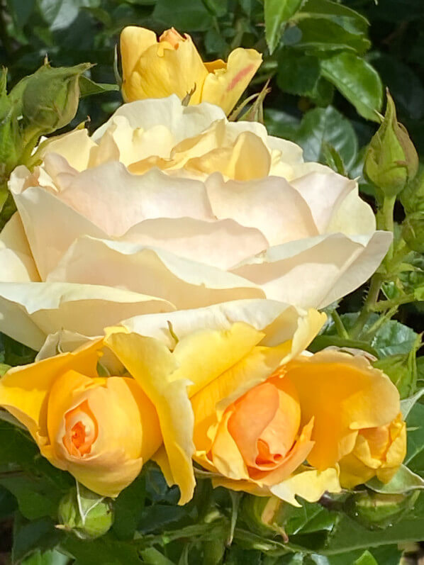 Rosier Sunstar, Grand Prix SNHF 2011, au printemps dans le Jardin des Plantes, Paris 5e (75)