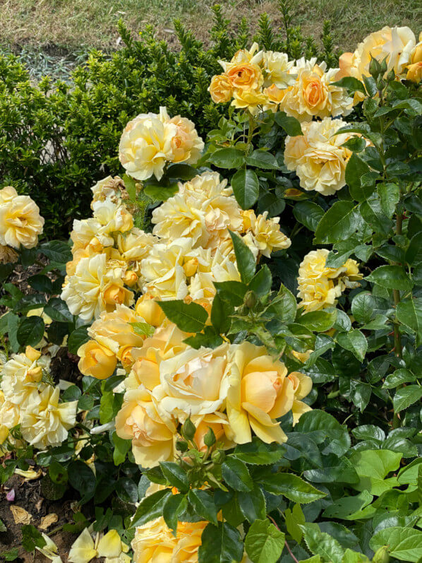 Rosier Sunstar, Grand Prix SNHF 2011, au printemps dans le Jardin des Plantes, Paris 5e (75)