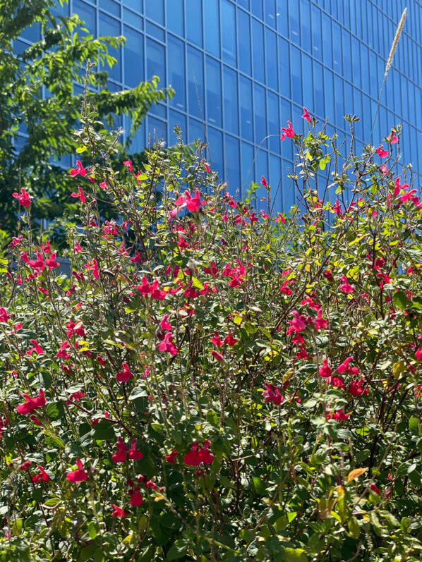 Lire la suite à propos de l’article Les sauges de Graham parisiennes sont déjà couvertes d’une nuée de petites fleurs