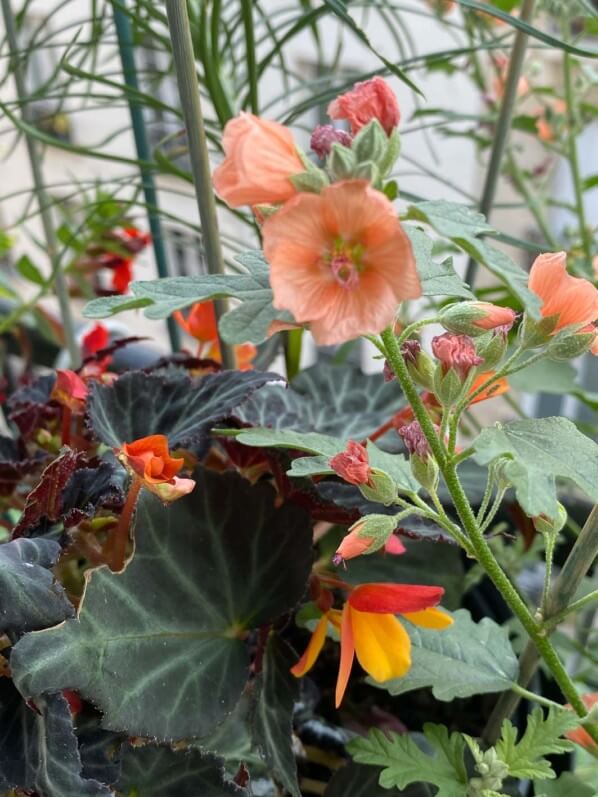 Bégonia et Sphaeralcea au début de l'été sur mon balcon parisien, Paris 19e (75)