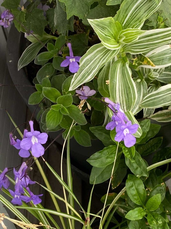 Streptocarpus au début de l'été sur mon balcon parisien, Paris 19e (75)