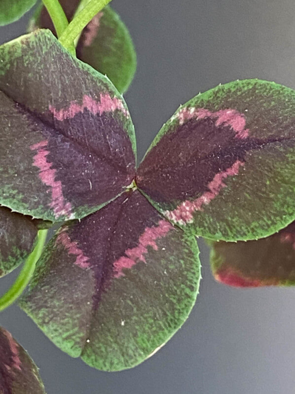 Trèfle rampant, Trifolium repens au début de l'été sur mon balcon parisien, Paris 19e (75)