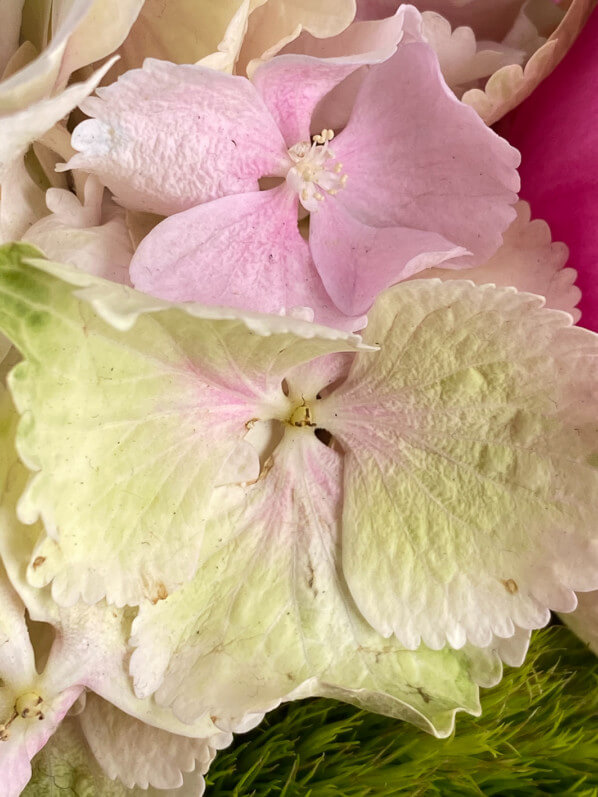 Bouquet, hortensia, fleurs coupées, Paris 12e (75)