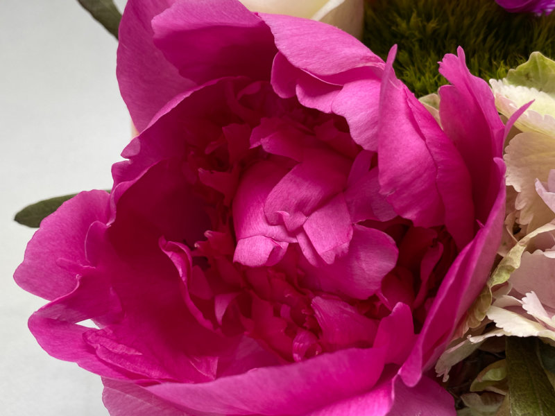 Bouquet, pivoine, fleurs coupées, Paris 12e (75)