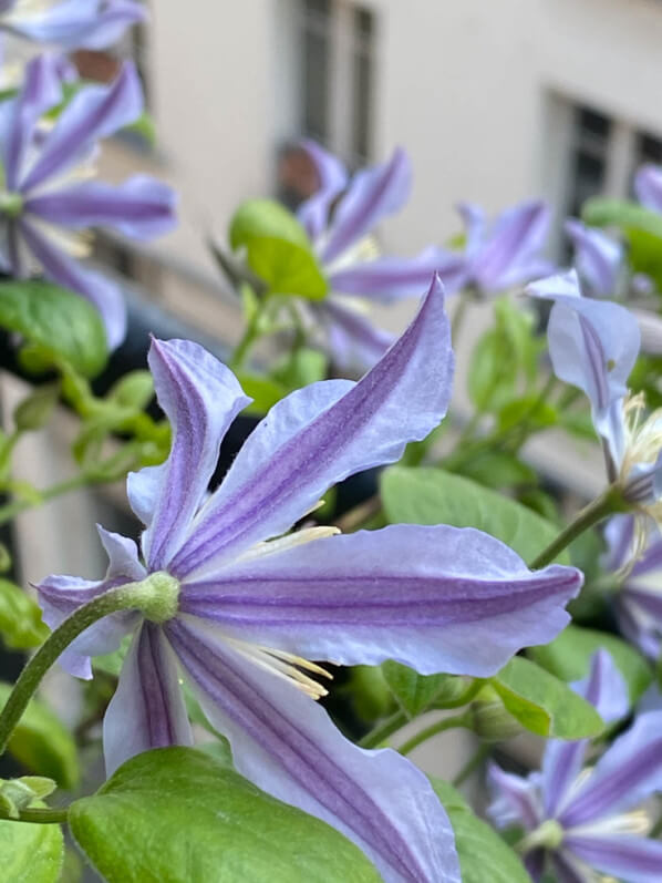 Clématite 'Blue River' au début de l'été sur mon balcon parisien, Paris 19e (75)