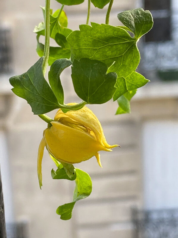 Clematis ‘Little Lemons’, clématite 'Little Lemon', au début de l'été sur mon balcon parisien, Paris 19e (75)