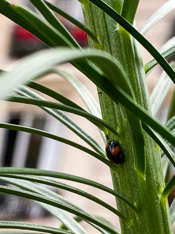 Coccinelle sur lis écarlate, Lilium pumilu, Lilium tenuifolium, plante bulbeuse au printemps sur mon balcon parisien, Paris 19e (75)