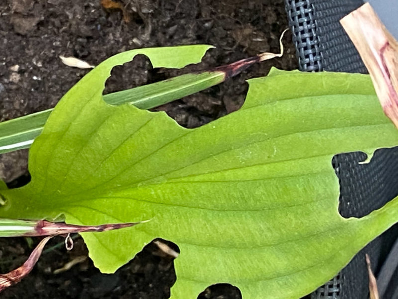 Dégâts d'otiorhynques sur feuilles d'hosta au début de l'été sur mon balcon parisien, Paris 19e (75)