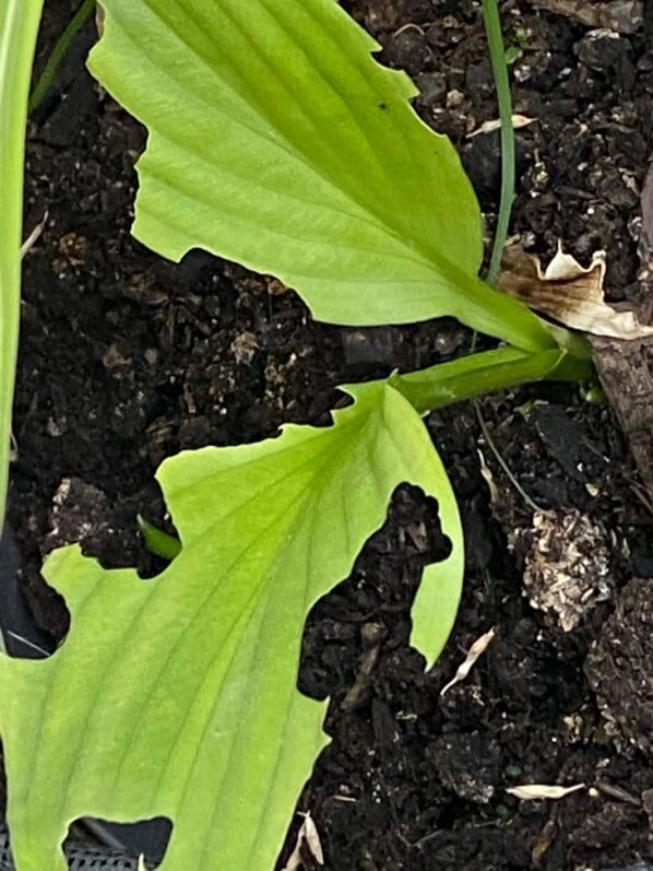 Dégâts d'otiorhynques sur feuilles d'hosta au début de l'été sur mon balcon parisien, Paris 19e (75)