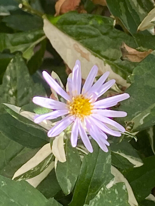 Aster ovatus 'Hakikomi Fu', Astéracées, au début de l'été sur mon balcon parisien, Paris 19e (75)