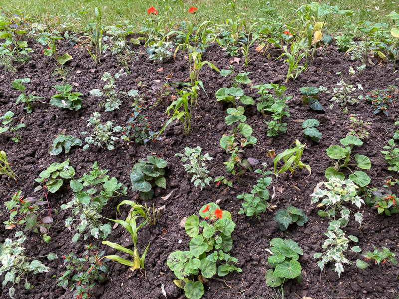 Jeunes plants dans un massif d'été, Square Samuel de Champlain, Paris 20e (75)