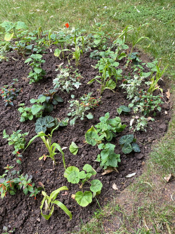 Jeunes plants dans un massif d'été, Square Samuel de Champlain, Paris 20e (75)