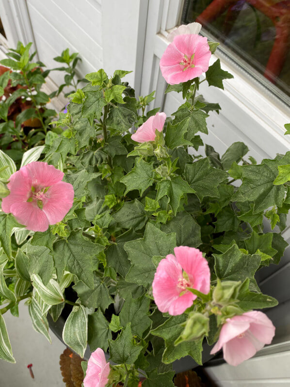 Lavatera 'Song Bird', lavatère, lavatère arbustive, Malvacées, au printemps sur mon balcon parisien, Paris 19e (75)