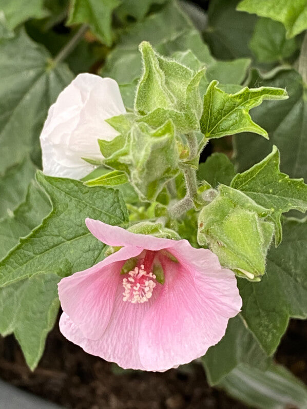 Lavatera 'Song Bird', lavatère, lavatère arbustive au printemps sur mon balcon parisien, Paris 19e (75)