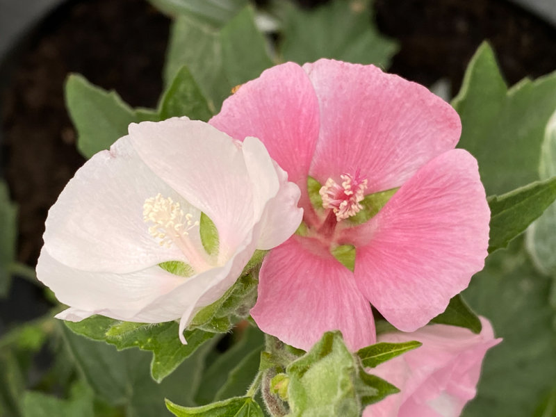 Lavatera 'Song Bird', lavatère, lavatère arbustive, Malvacées, au printemps sur mon balcon parisien, Paris 19e (75)