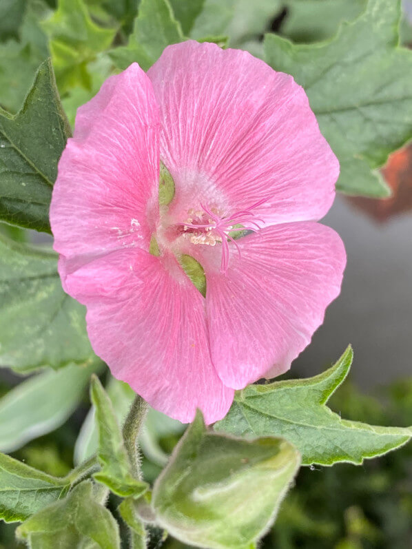 Lavatera 'Song Bird', lavatère, lavatère arbustive, Malvacées, au printemps sur mon balcon parisien, Paris 19e (75)