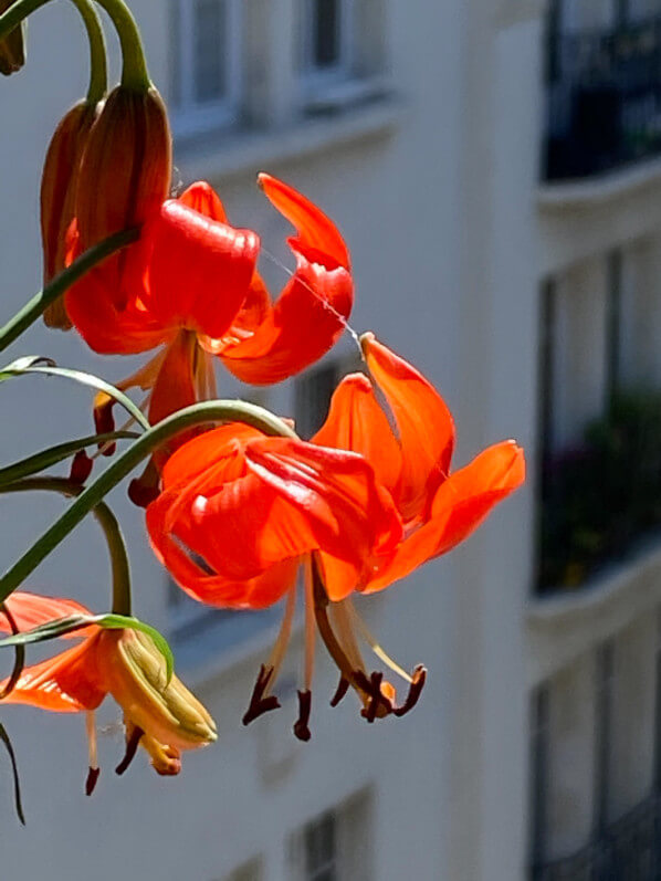 Lis écarlate, Lilium pumilum, Lilium tenuifolium, plante bulbeuse, au printemps sur mon balcon parisien, Paris 19e (75)