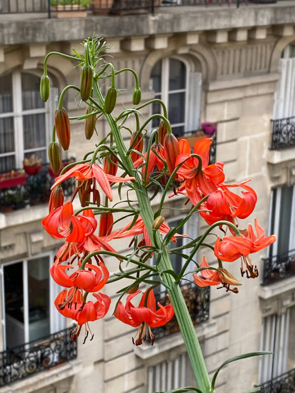 Lis écarlate, Lilium pumilum, Lilium tenuifolium, plante bulbeuse au printemps sur mon balcon parisien, Paris 19e (75)