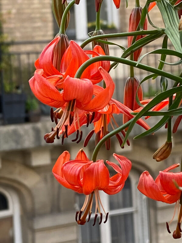 Lis écarlate, Lilium pumilum, Lilium tenuifolium, plante bulbeuse au printemps sur mon balcon parisien, Paris 19e (75)