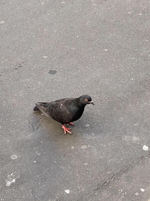 Pigeon dans une rue parisienne au printemps, Paris 3e (75)