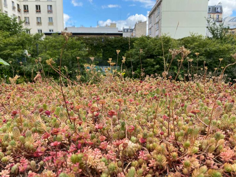 Conteneurs de tri sélectif des déchets avec toiture végétalisme, jardin Françoise Héritier au printemps dans Paris, Paris 14e (75)