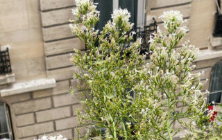 Centranthus ruber 'Albus', graines et fleurs, au printemps sur mon balcon parisien, Paris 19e (75)