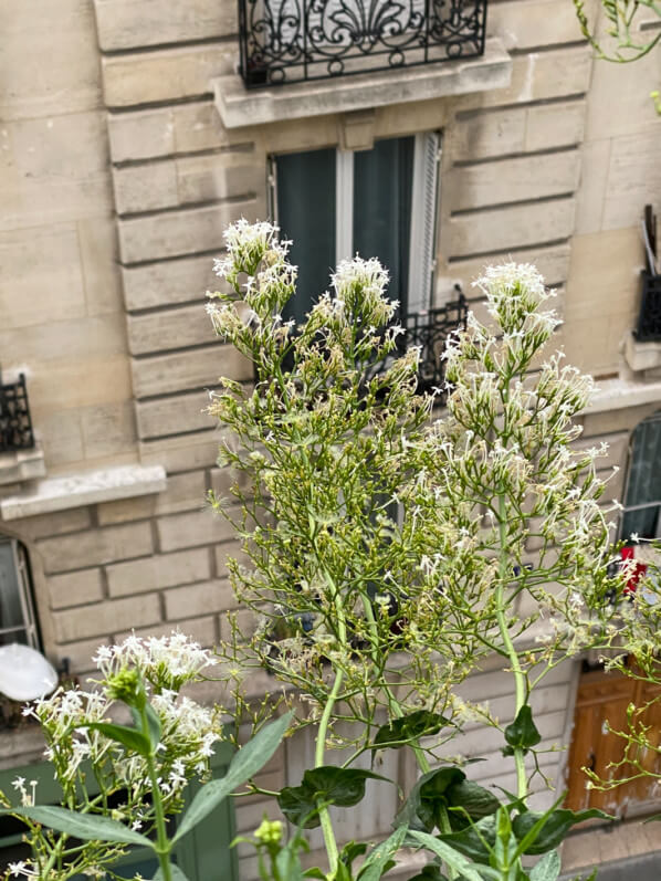 Centranthus ruber 'Albus', graines et fleurs, au printemps sur mon balcon parisien, Paris 19e (75)