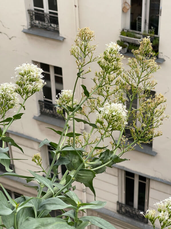 Centranthus ruber 'Albus', graines et fleurs, au printemps sur mon balcon parisien, Paris 19e (75)