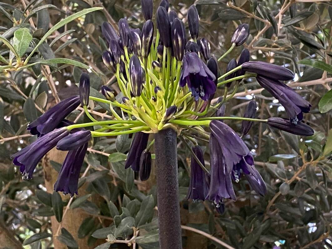 Agapanthe 'Black Magic', Truffaut Paris Bastille, Paris 12e (75)