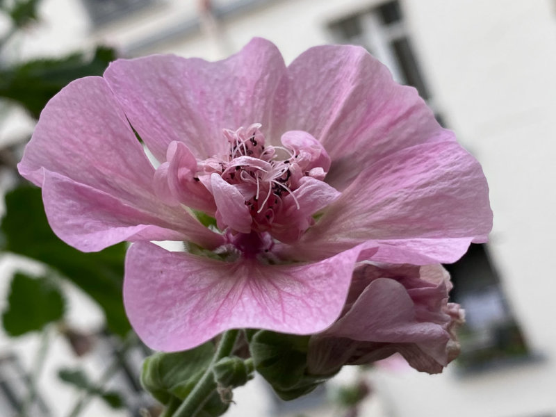 Alcathea x suffrutescens 'Parkallee' en été sur mon balcon parisien, Paris 19e (75)