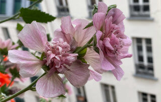 Alcathea x suffrutescens 'Parkallee' en été sur mon balcon parisien, Paris 19e (75)