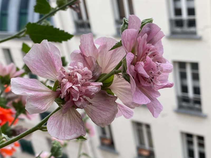 Alcathea x suffrutescens 'Parkallee' en été sur mon balcon parisien, Paris 19e (75)