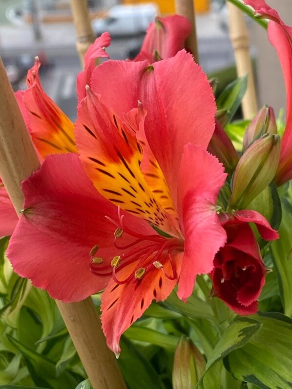 Alstroemeria 'Little Miss Zoé' en été sur mon balcon parisien, Paris 19e (75)