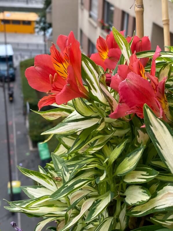 Alstroemeria 'Little Miss Zoé' en été sur mon balcon parisien, Paris 19e (75)