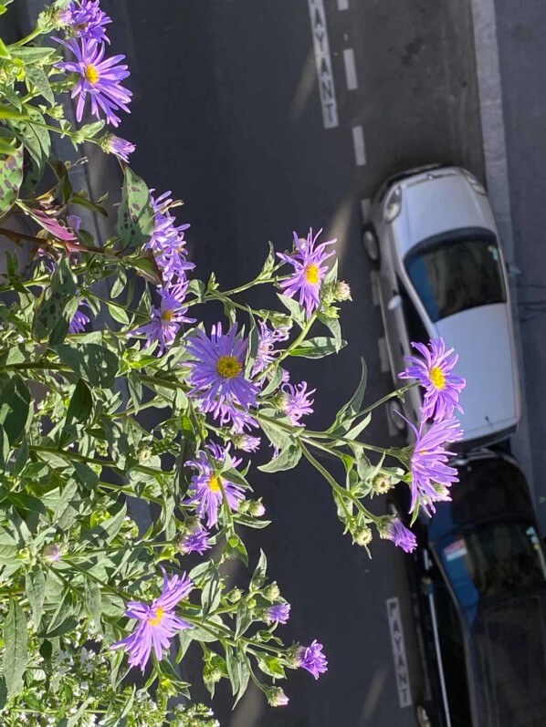 Aster x frikartii 'Mönch' en été sur mon balcon parisien, Paris 19e (75)