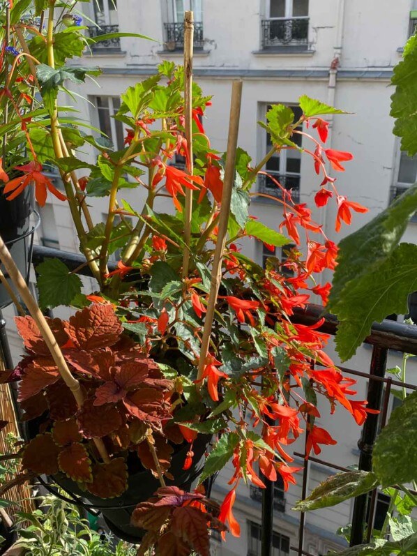Potée de bégonia tubéreux et de coléus en été sur mon balcon parisien, Paris 19e (75)